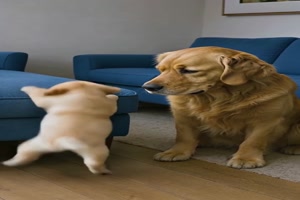 Retrieverwelpe will aufs Sofa