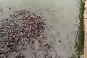 Es gibt ein paar Fische