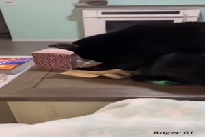 Hilfsbereite Katzen