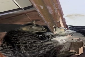 Was sucht die Katze da wohl im Trrahmen?