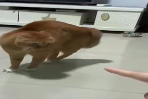 Schicke Katzenbuckel