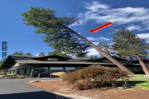 Vorsicht Baum fllt