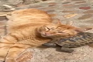 Katzen und Schildkrten