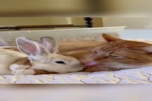 Katzen und Hasen