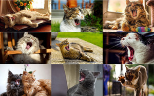 Mde-Katzen.ppsx auf www.funpot.net