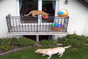 Freche Katze