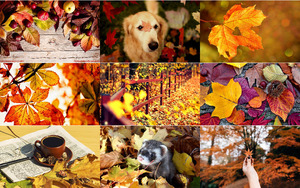 Herbstlaub.ppsx auf www.funpot.net