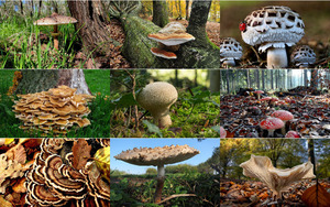 Pilze.ppsx auf www.funpot.net