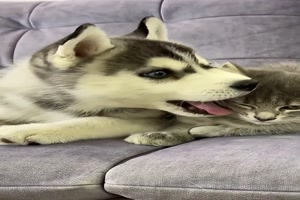 Hund-und-Katze---sehr-lieb.mp4 auf www.funpot.net