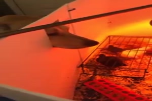 Hund beobachtet K�ken