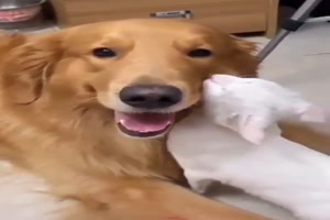 Das-ist-mein-Hund.mp4 auf www.funpot.net