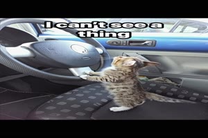 Kleine Katze sieht nichts