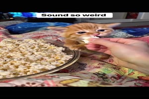 Ktzchen mag Popcorn
