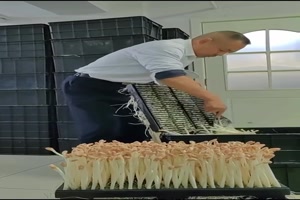 Ziemlich-viele-Pilze.mp4 auf www.funpot.net