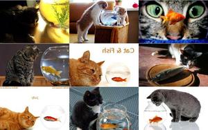 Katzen-und-Fische.ppsx auf www.funpot.net