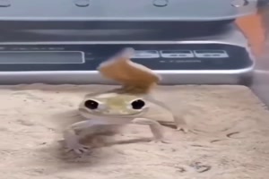 Lustiges Tierchen