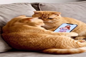 Katze wirft ihren Mann raus