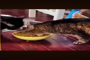 Wenn der groe Hunger da ist