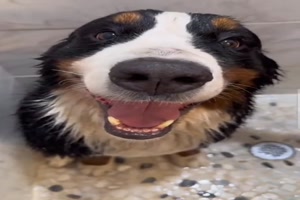 Der Hund liebt seine Bade-Routine