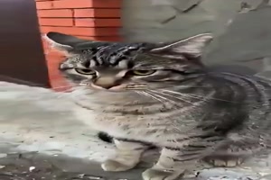 Lustiges mit Katzen