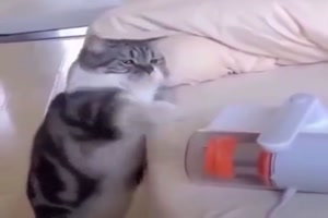 Katze schlgt einfach mal drauf