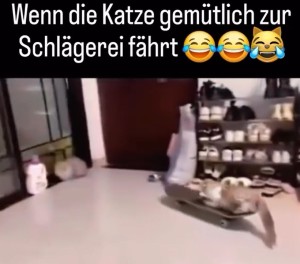 Katze f�hrt zur Schl�gerei