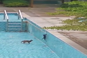 Die Kleinen aufs Leben vorbereiten