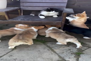 Katze will Corgis loswerden