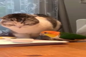 Katze und Vogel streiten