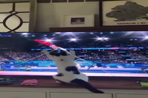 Katze vor dem Fernseher
