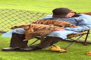 Traumjob