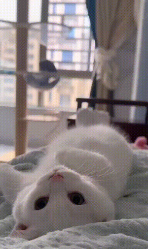 S��e Katze