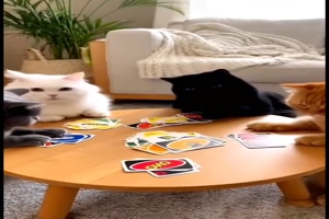 Katzen spielen Uno