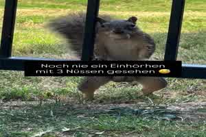 Eichh�rnchen mit drei N�ssen