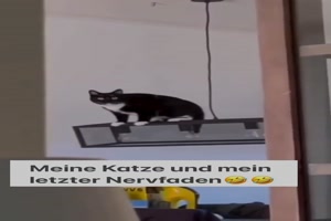 Katze schaukelt auf der Lampe