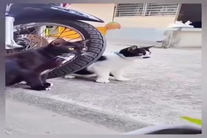 Da lachen die Katzen