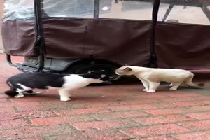 Streits�chtige Katzen