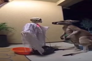 Happy Halloween K�nguru