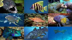 Fishes