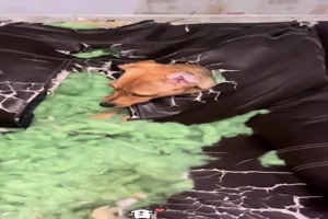 Hunde mit zu viel Energie