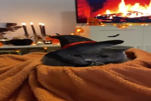 S��es Halloween-K�tzchen
