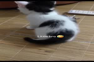 Lustiges kleines Ktzchen