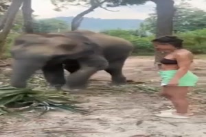 Darauf hat der Elefant keine Lust