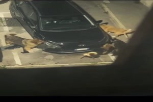 Hunde zerlegen das Auto