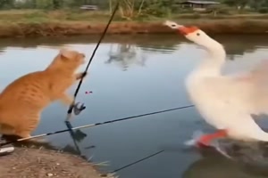 Katze beim Angeln
