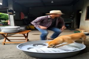 Tierischer Tellerw�scher