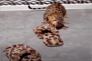 Diese Hausschuhe sind suspekt