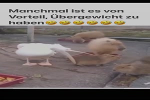 Manchmal hat �bergewicht Vorteile