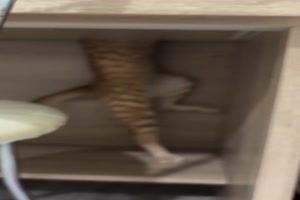 Wo will die Katze hin?