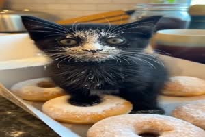 K�tzchen im Paradies